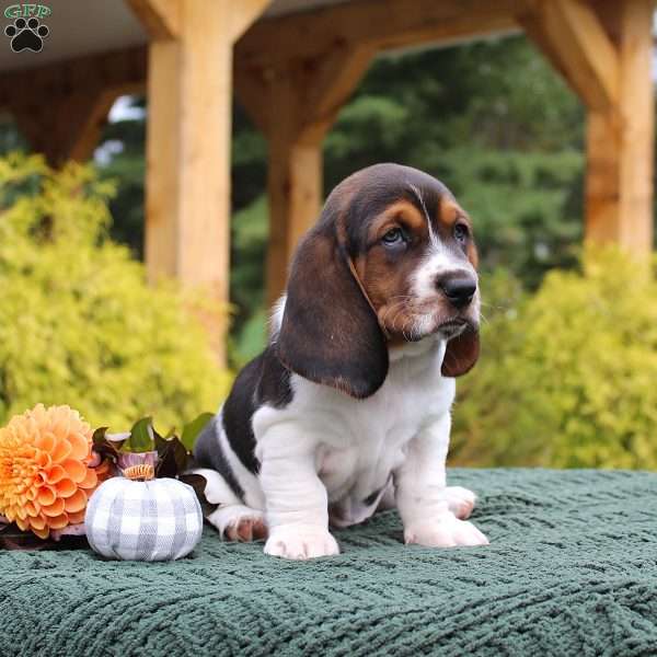 Molly, Basset Hound Puppy